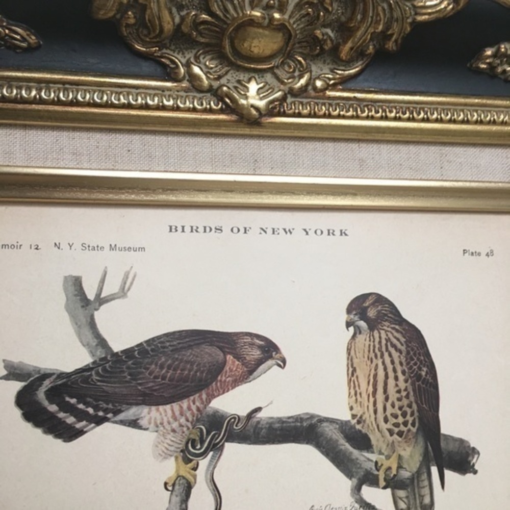 🖤5/$25 Antique Ornithological Bird Print Original